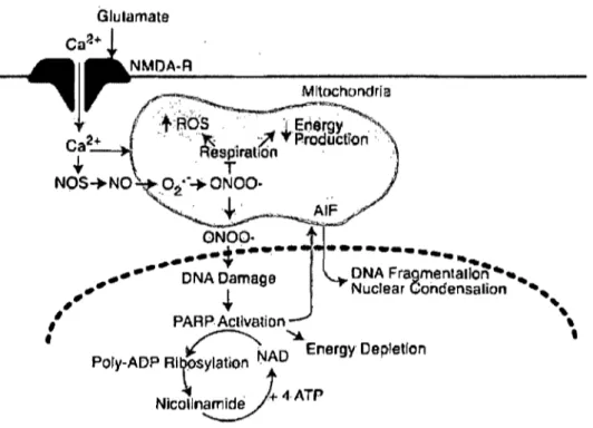 Figure  6:  Implication  de  la  PARP  dans  le  processus  apoptotique.  L'activation  de  la  P ARP  lors  de  dommages  à  l'ADN va induire  la libération de  l' AIF  par la mitochondrie  (Cregan et al., 2004)