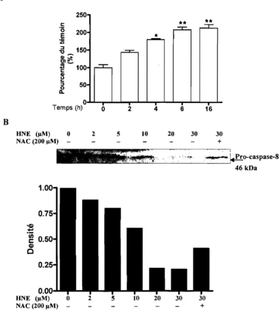 Figure  9:  Effet  du  HNE  sur  l'activité  enzymatique  et  sur  le  niveau  protéique  de  la  caspase-8