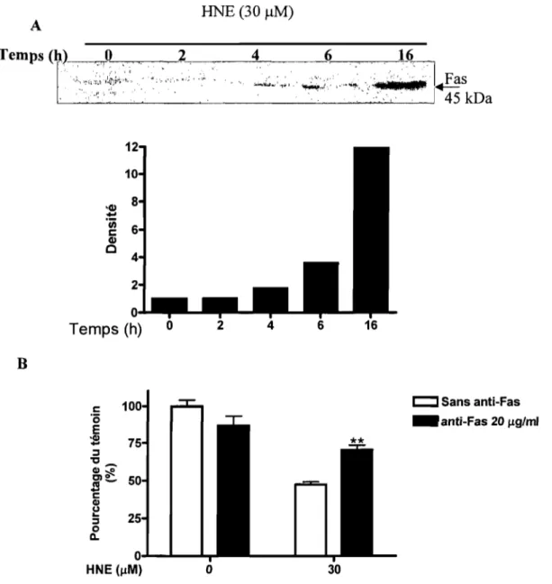 Figure 10 :  Implication du récepteur Fas dans  l'induction de  l'apoptose par le HNE