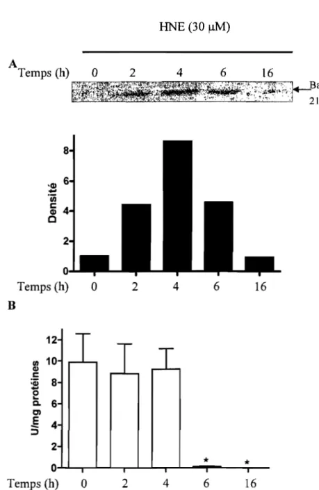 Figure  11  :  Effet  du  HNE  sur  le  niveau  d'expression  protéique  de  Bax  et  Bcl-2
