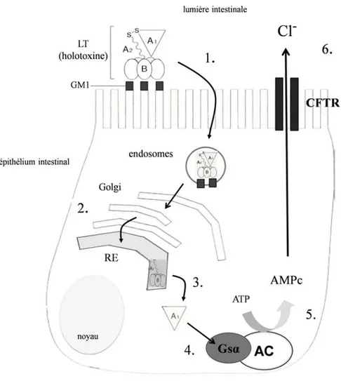 Figure 3. Trafic et effets intracellulaires de l'entérotoxine LT. (1) fixation au  récepteur membranaire GM1 et internalisation récepteur-dépendante dans les endosomes; 