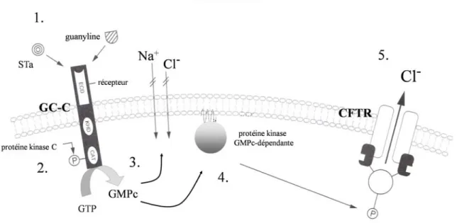 Figure 5. Effets cellulaires de l'entérotoxine STa et du peptide endogène guanyline. 