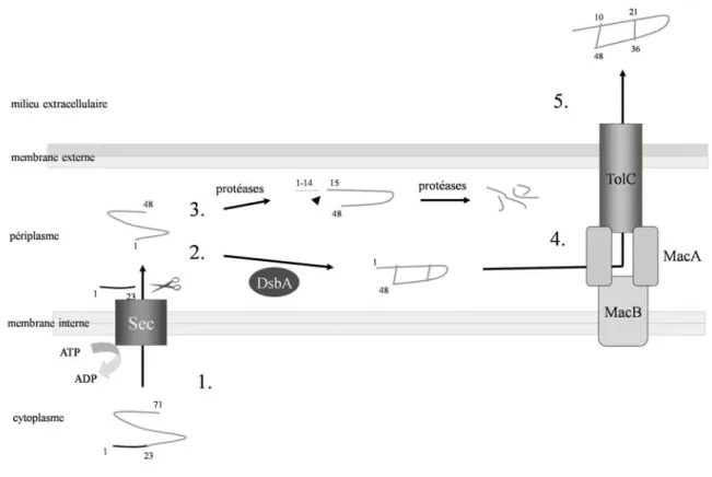 Figure 7. Biogenèse et sécrétion de STb : modèle actuellement proposé. (1)  translocation dans le périplasme du précurseur de 71 a.a