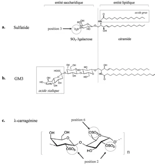 Figure 9. Récepteur de l'entérotoxine STb. (a) structure du sulfatide. Le galactose porte  un groupement sulfate en position 3 et est lié à un céramide