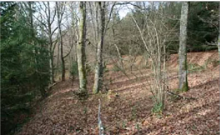 Fig. 10 : Rideaux abandonnés après 1945 à Saint Léonard (vosges). (Photo Jean-Marie Blaising)