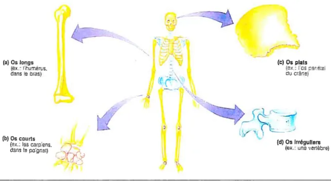 figure 7 : Classification de l’os selon leur forme (Maneb, 1993)