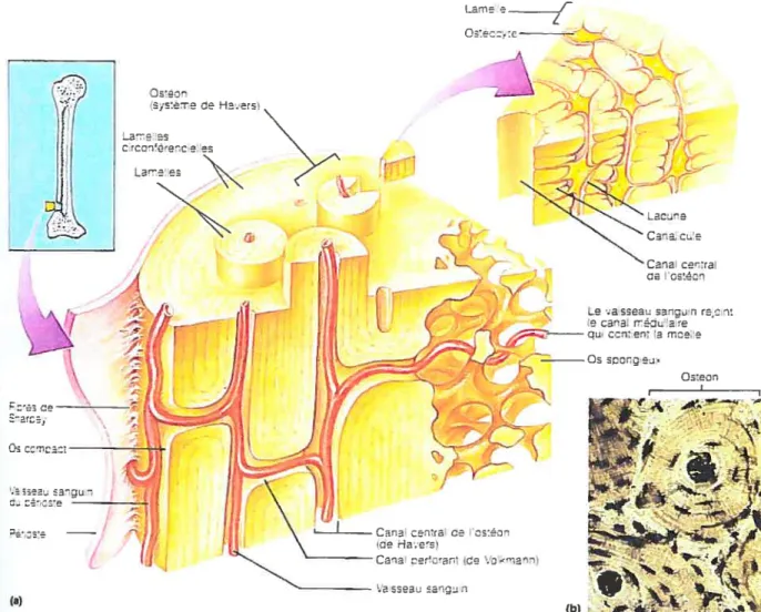 figure 9: Structure microscopique de l’os compact 1993)