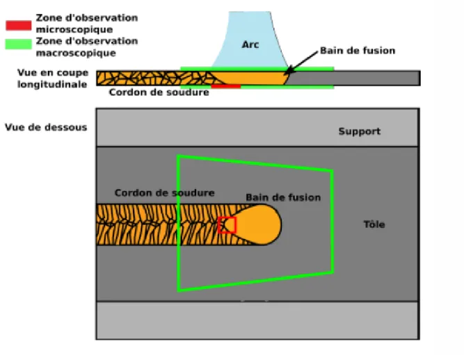 Figure 2.4 – Les zones d’int´ erˆ et pour l’observation, ` a l’´ echelle macroscopique et microscopique, en face sup´ erieure (endroit) et inf´ erieure (envers).
