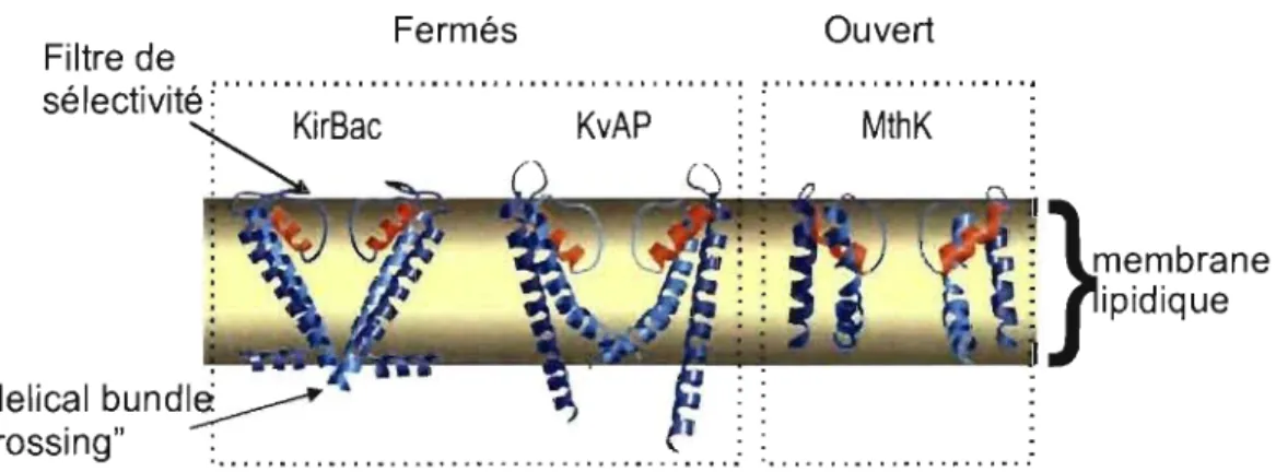 Figure  1.3.  Illustration du  pore pour trois canaux potassiques cristallisés.  KirBac  et  KvAP ont été  cristallisés dans  la  conformation fermée,  alors que  MthK l'a été dans  la  conformation ouverte