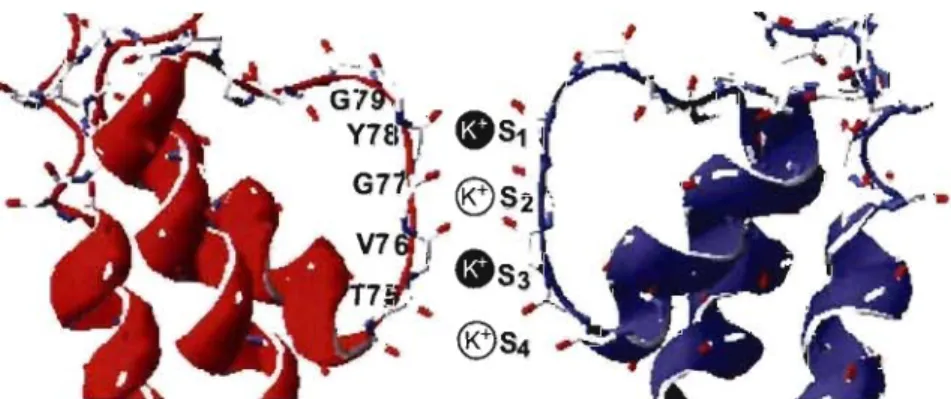 Figure 1.9.  Filtre de sélectivité du  canal KcsA.  On  y  voit  la  séquence clé  TYGYG  ainsi  que  les  sites  de liaison des  ions  K+