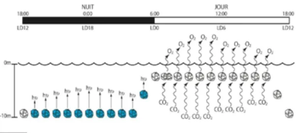 Figure 2 : La succession des rythmes circadiens sur une période de 24h avec 12 heures  d'obscurité et 12 heures de lumière (LD12 :12) (Bertomeu 2007)