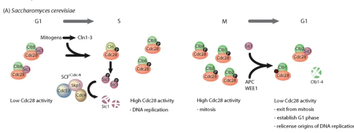 Figure  4  :  Quelques  intervenants  moléculaires  principaux  du  cycle  cellulaire  chez  la  levure bourgeonnante (De Clercq and Inze 2006)