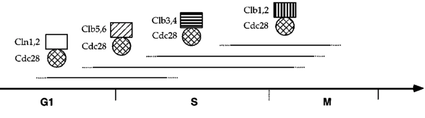 Figure 5 : L'association de la cdc28 à chacune des cyclines spécifiques l'engage à différentes  fonctions à travers la progression du cycle cellulaire (Morgan 1997)