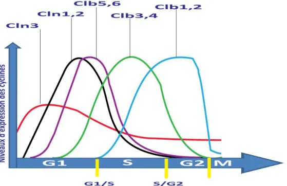 Figure 6 : Les fluctuations des niveaux d'expression de différentes cyclines de S.cerevisiae au   cours du cycle cellulaire