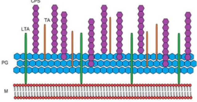Figure  1.  Schéma  simplifié  des  polysaccharides  de  la  surface  des  bactéries  Gram- Gram-positives
