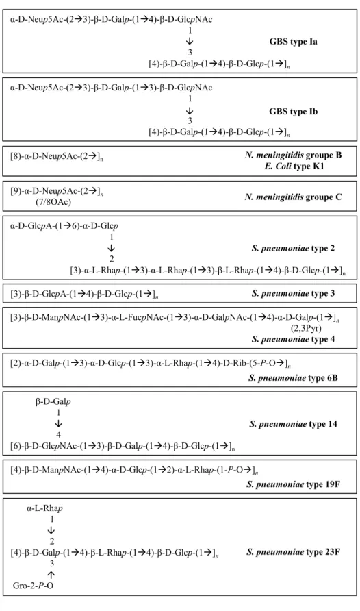 Figure 2. Structures des CPS de GBS types Ia et Ib, Neisseria meningitidis groupes B et  C, E