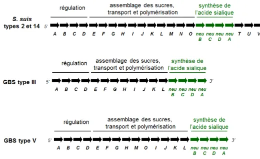 Figure 4. Organisation des gènes du locus cps de S. suis types 2 et 14 et GBS types III  et V