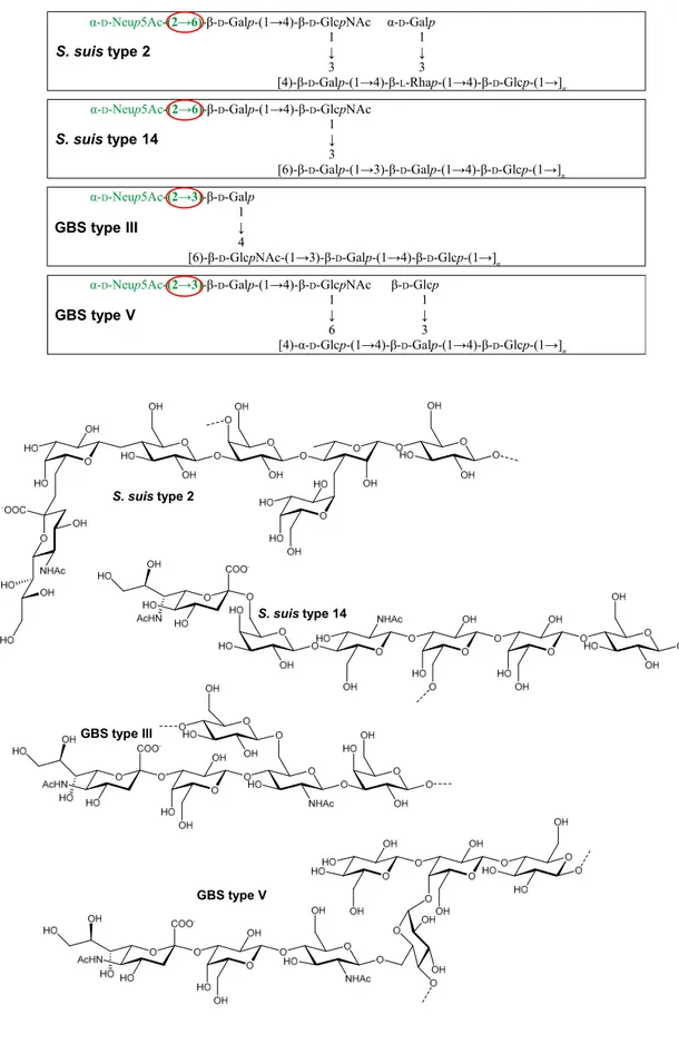 Figure 5. Structures des CPS de S. suis types 2 et 14 et GBS types III et V. 