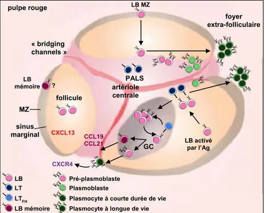 Figure 7. Représentation schématique des réactions folliculaires et extra-folliculaires de  la réponse humorale se déroulant au niveau de la rate