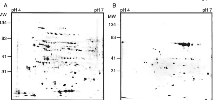 Figure 4: 2-DE patterns obtained with the Pro-Q Diamond phospho-specific stain before and after aikaline phosphatase treatment