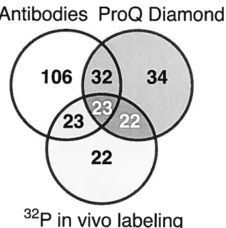 Figure 6 : Venn diagram analysis of numbers of phosphoproteins detected with the three different detection methods used and matched on the Sypro Ruby gel.