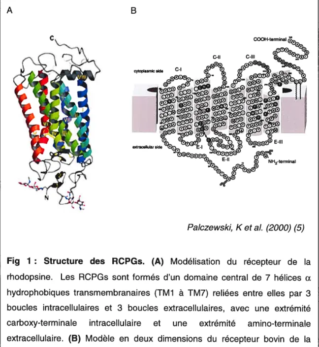 Fig 1: Structure des RCPGs. (A) Modélisation du récepteur de la rhodopsine. Les RCPGs sont formés d’un domaine central de 7 hélices Œ