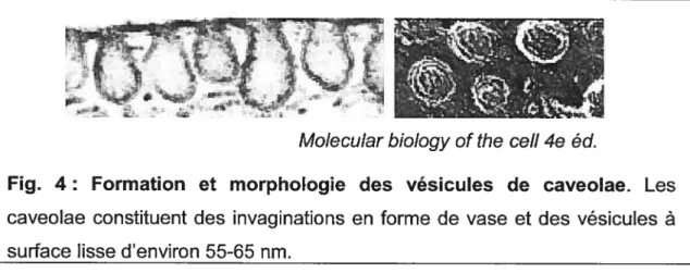 Fig. 4: Formation et morphologie des vésicules de caveolae. Les caveolae constituent des invaginations en forme de vase et des vésicules à surface lisse d’environ 55-65 nm.