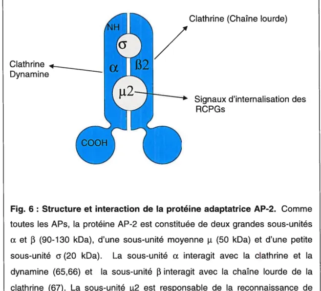 Fig. 6: Structure et interaction de la protéine adaptatrice AP-2. Comme toutes les APs, la protéine AP-2 est constituée de deux grandes sous-unités
