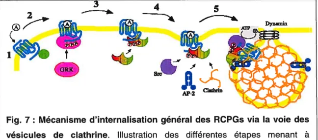 Fig. 7: Mécanisme d’ïnternalisation général des RCPGs via la voie des vésicules de clathrine