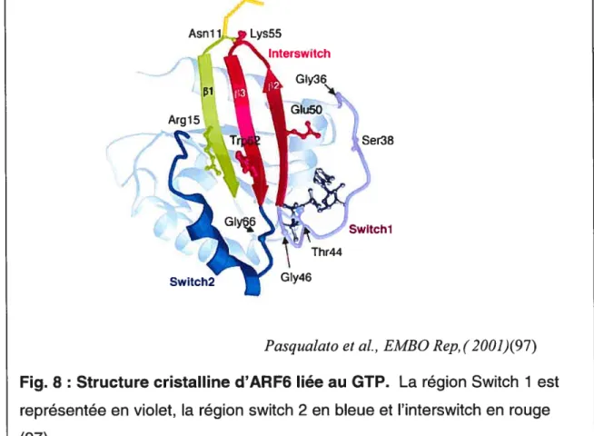 Fig. 8: Structure cristalline d’ARF6 liée au GTP. La région Switch 1 est représentée en violet, la région switch 2 en bleue et l’interswitch en rouge (97).