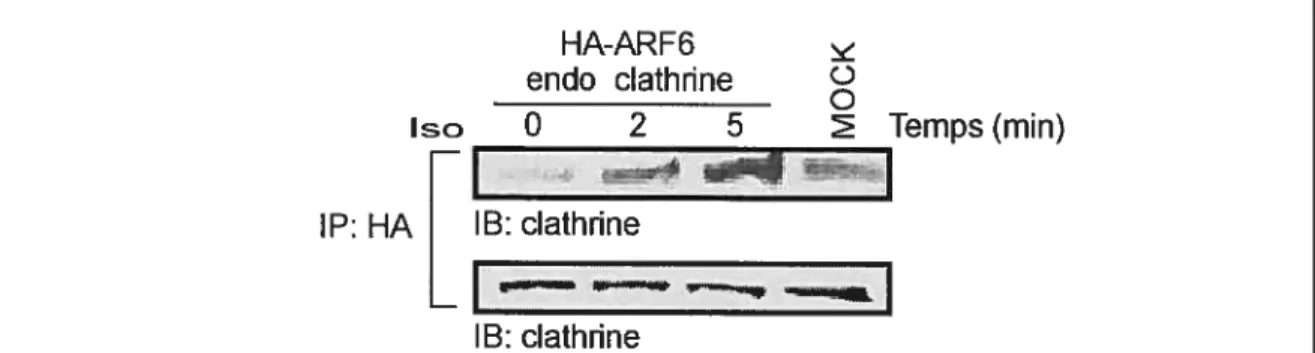 Fig. 14 La stimulation par l’isoprotérénot du 32AR favorïse la formation d’un complexe entre ARF6 et la clathrine