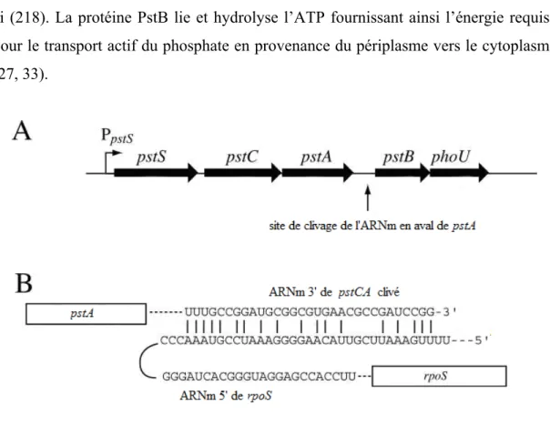 Figure 3. Opéron pstSCAB-phoU et petit ARN régulateur de rpoS, adapté  de Schurdell et al