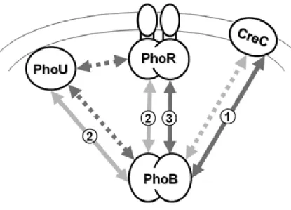 Figure 4. Interactions entre PhoB, PhoR, PhoU et CreC chez E. coli, issu  de Baek et al