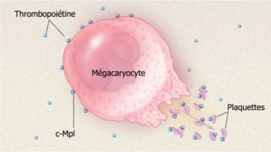 Figure 1.4. Lorsque le nombre de plaquettes chute, une plus grande partie de la TPO produite par le foie peut être captée par les mégacaryoblastes, les mégacaryocytes et les plaquettes, entraînant une augmentation de la production de plaquettes, puis un re