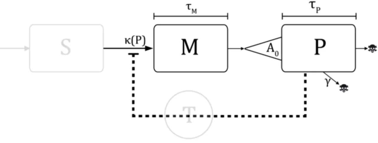 Figure 1.7. Dans le modèle que J. Bélair et M. C. Mackey proposent en 1987 [10], les plaquettes régulent le taux de création des mégacaryocytes (en gras), via l’action implicite de la TPO sur le taux d’engagement des cellules souches dans la lignée mégacar