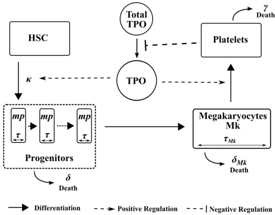 Figure 2.1. Model of Megakaryopoiesis. The linear differentiation process, starting from HSC and ending with platelets, is positively regulated by TPO