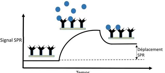 Figure 1.6 : Représentation d’un sensorgramme pour la détection d’un analyte (cercles bleus) par des  anticorps (en noir) fixés à une surface