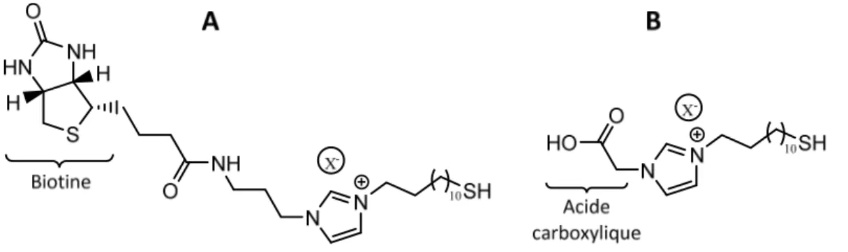 Figure 1.9: Liquides ioniques à base d’imidazolium modifiés avec une biotine (A) et une fonction acide  carboxylique (B)