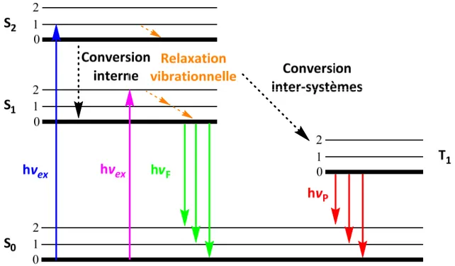 Figure  1.13 :  Diagramme  de  Jablonski  représentant  les  processus  d’absorption  (flèches  bleue  et  magenta),  de  relaxation  vibrationnelle  (flèches  oranges),  de  fluorescence  (flèches  vertes)  et  de  phosphorescence  (flèches  rouges)
