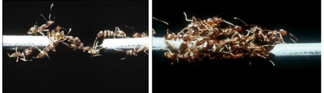 Figure 1.1  Formation d'un pont vivant chez la fourmi d'Argentine  Linepithema humile  (illustrations issues de la photothèque du CNRS).