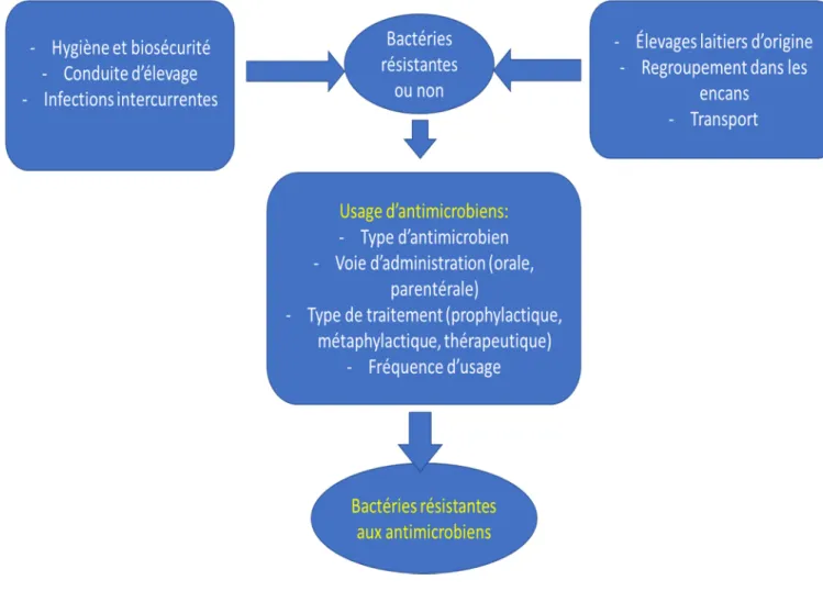 Figure 1. Facteurs de risque de développement et propagation de la résistance aux  antimicrobiens des bactéries entériques zoonotiques chez le veau de lait (adaptée de 