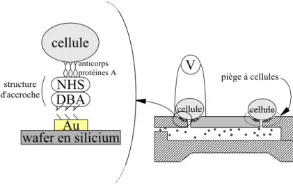 Fig. 3.12 – Liaison entre une cellule et un wafer en silicium (LIMMS- CNRS Institute of Industrial Science,Tokyo, Japon [92]).