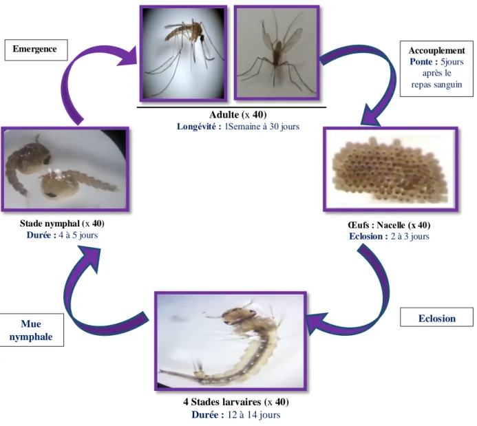 Figure 2.Cycle de développement des moustiques (Photo personnelle, 2019) 