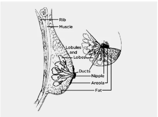 Figure 2.1 – Breast structure (Image source: National Cancer Institute www.cancer.gov).