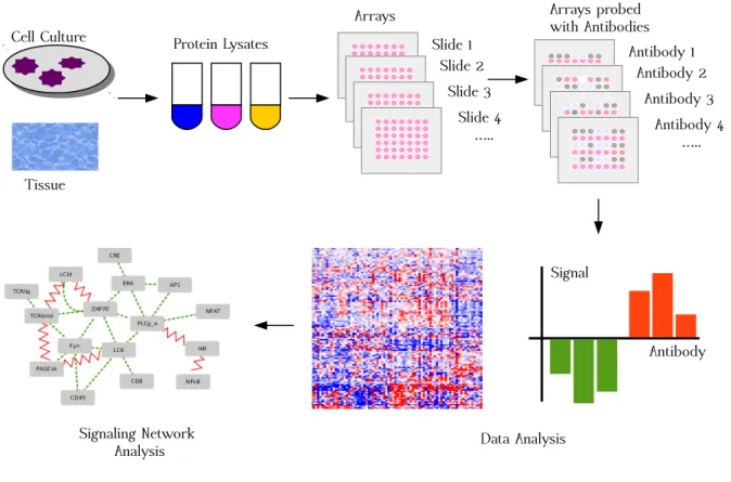 Figure 2.3 – Overview of analysis of signaling networks using RPPA technology.