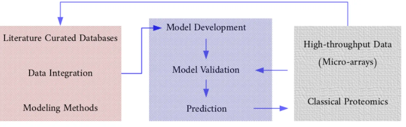 Figure 2.4 – Work-flow of the Computational Modeling (This work-flow was inspired by [KHJ + 06]).