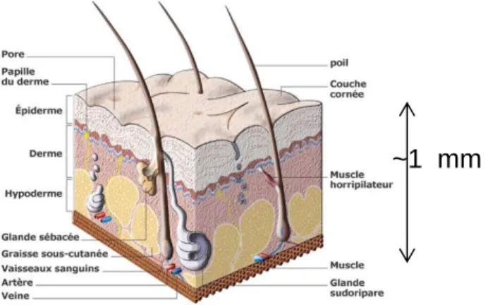 Figure 1 : Vue en coupe de la peau. Image tirée de  [Erreur !  Signet  non  défini.]. 