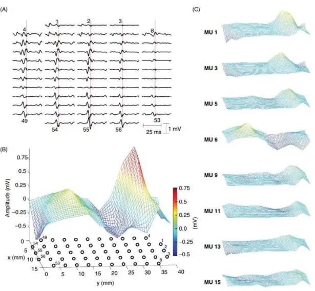 Figure 2.3 – High-density sEMG recordings from a human hand muscle [34]. (A)sEMG signals recorded with an electrode array (5 columns × 13 rows) placed over the abductor pollicis brevis muscle of a healthy man as he sustained an isometric contraction at 10%