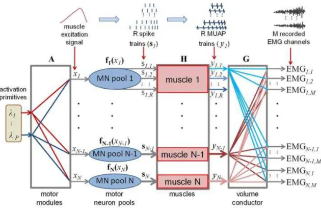 Figure 2.8 – The multi-scale model of movement generation [86]. From left to right: P activation primitives are shared by N motor neuron pools (P < N )