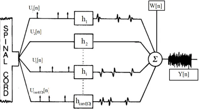 Figure 3.1 – The linear model of iEMG signal: The spike train, denoted by U i [n], is filtered by the corre- corre-sponding impulse response h i 